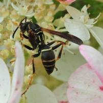 Native Paper Wasp