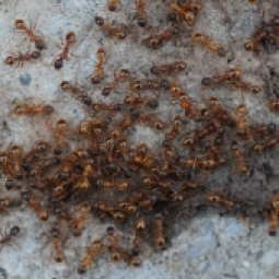 Small Ants