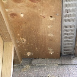 Carpenter Bee Damage