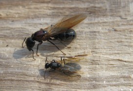 Carpenter Ant Queen and King